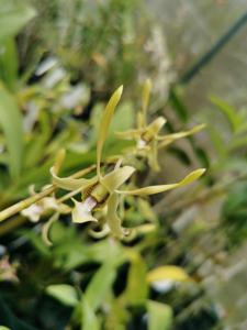 Dendrobium Mifta Khussurur