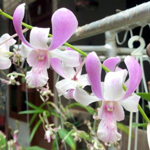 Dendrobium Harjanarium Mipa