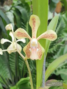 <i>Vanda</i> Emily Rice