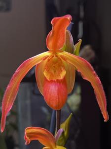 Phragmipedium QF Hawaiian Tower