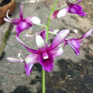 Dendrobium Hamzah Safir Islam