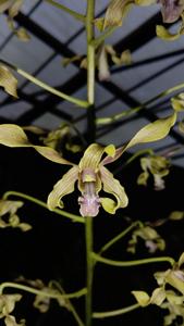 Dendrobium Memoria Loe Hong Kang