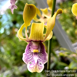 Dendrobium Dra Arlena Kartolo