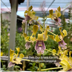 Dendrobium Dra Arlena Kartolo