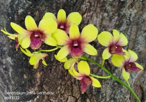 Dendrobium Doña Gertrudis