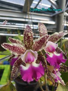 Cattleya Tian Mu Sesame