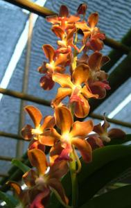 Vandachostylis Memoria Thong Chai
