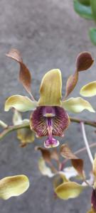 Dendrobium Beauty Davtiny