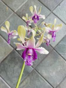 Dendrobium Beauty Davtiny