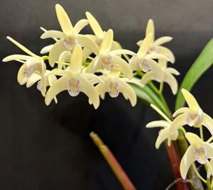 Dendrobium Nullarbor Quartz