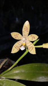 Phalaenopsis LR Thunderstorm