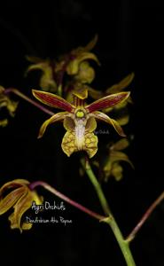 Dendrobium Aku Papua