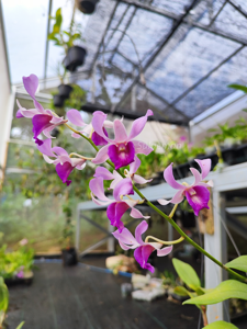 Dendrobium Jabar Juara