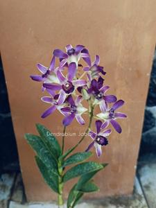 Dendrobium Jabar Juara