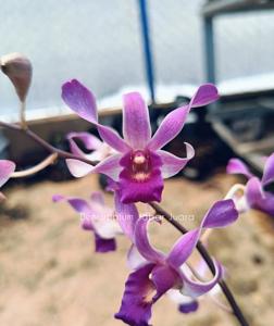 Dendrobium Jabar Juara