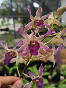 Dendrobium Jabar Juara