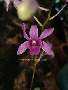 Dendrobium Jabar Juara