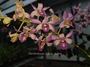 Dendrobium Jabar Juara