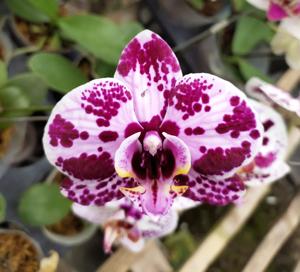 Phalaenopsis Shaqueena