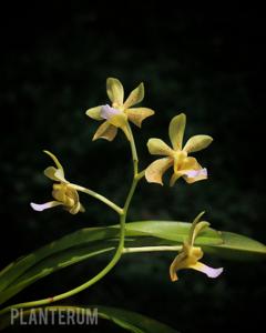 Vanda Yulia