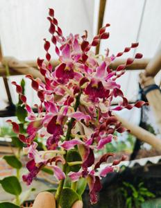 Dendrobium Love Story