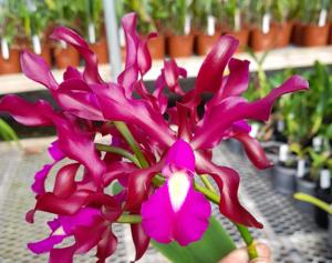 Laeliocatanthe El Nazareno