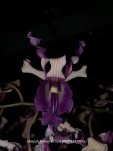 Dendrobium Sanly Sunjoto