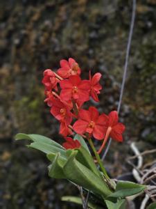 Vanda Thai Hot Chili Pepper