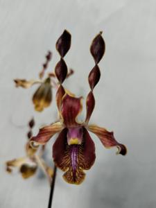 Dendrobium Tunggul Ametung