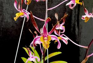 Dendrobium Magenta's Carroline