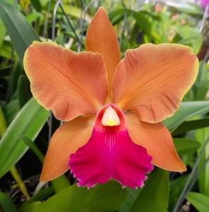 Rhyncholaeliocattleya Joseph Azofeifa