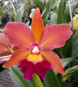 Rhyncholaeliocattleya Joseph Azofeifa