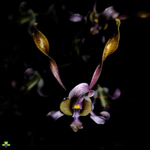 <i>Dendrobium</i> Pramodhawardhani