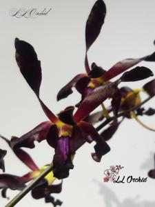 Dendrobium Pandawa 5