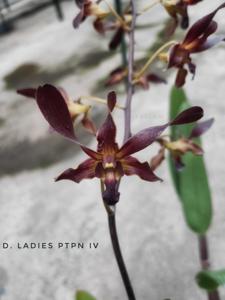 Dendrobium Ladies PTPN IV