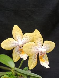 Phalaenopsis Shavana