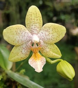 Phalaenopsis Shavana