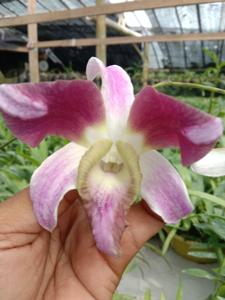 Dendrobium Blitar Bersinar