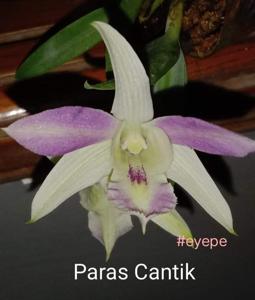 Dendrobium Paras Cantik