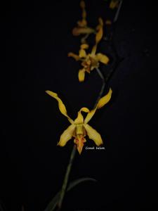 Dendrobium Menjangan