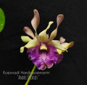 Dendrobium Koesnadi Hardjasoemantri