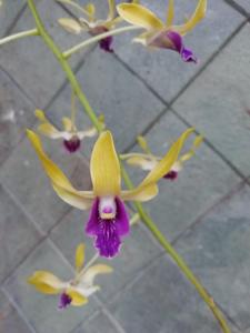 Dendrobium Teuku Jacob