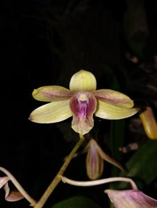 Dendrobium Dewi Anjani