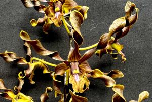 Dendrobium Magenta's Rosly Pride