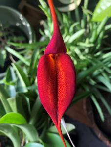 Masdevallia Lloyd Nihiser