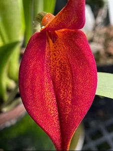 Masdevallia Lloyd Nihiser