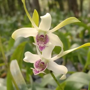 Dendrobium Kanjuruhan Satu Oktober 22