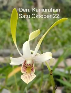 Dendrobium Kanjuruhan Satu Oktober 22