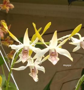 Dendrobium Kanjuruhan Satu Oktober 22