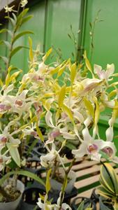 Dendrobium Kanjuruhan Satu Oktober 22